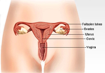 Anatomia e Aparatit Riprodhues Femëror